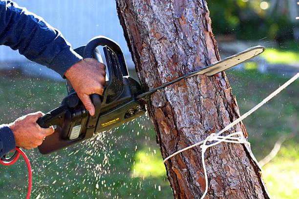 Professional Tree Services in Truckee, CA